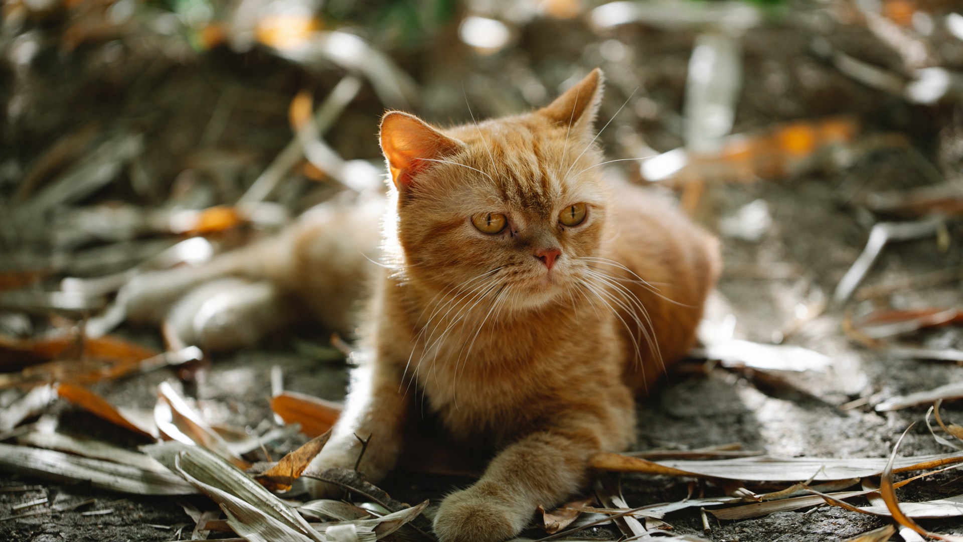 Why does my Cat Roll in Dirt When It's Hot? I Pettable I ESA Experts
